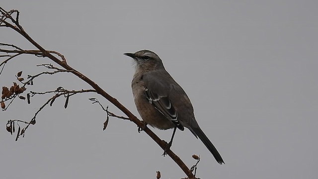 Patagonya Taklitçisi - ML618572049