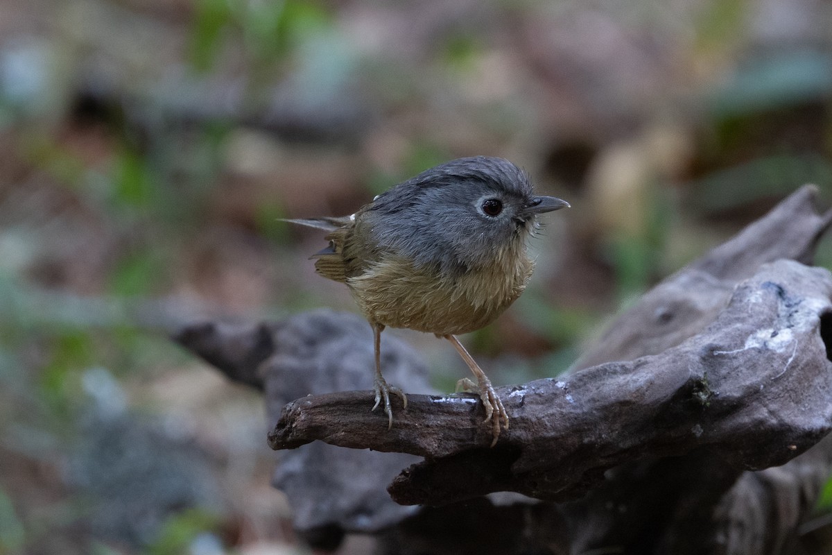 Yunnan Fulvetta - ML618572052