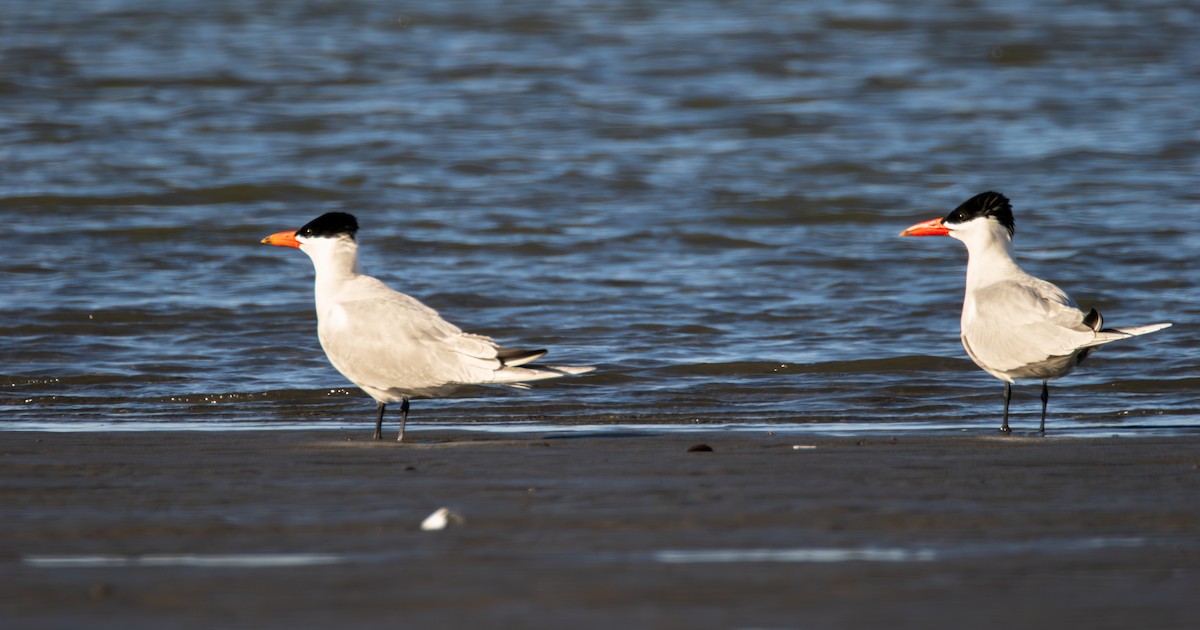 Caspian Tern - ML618572082