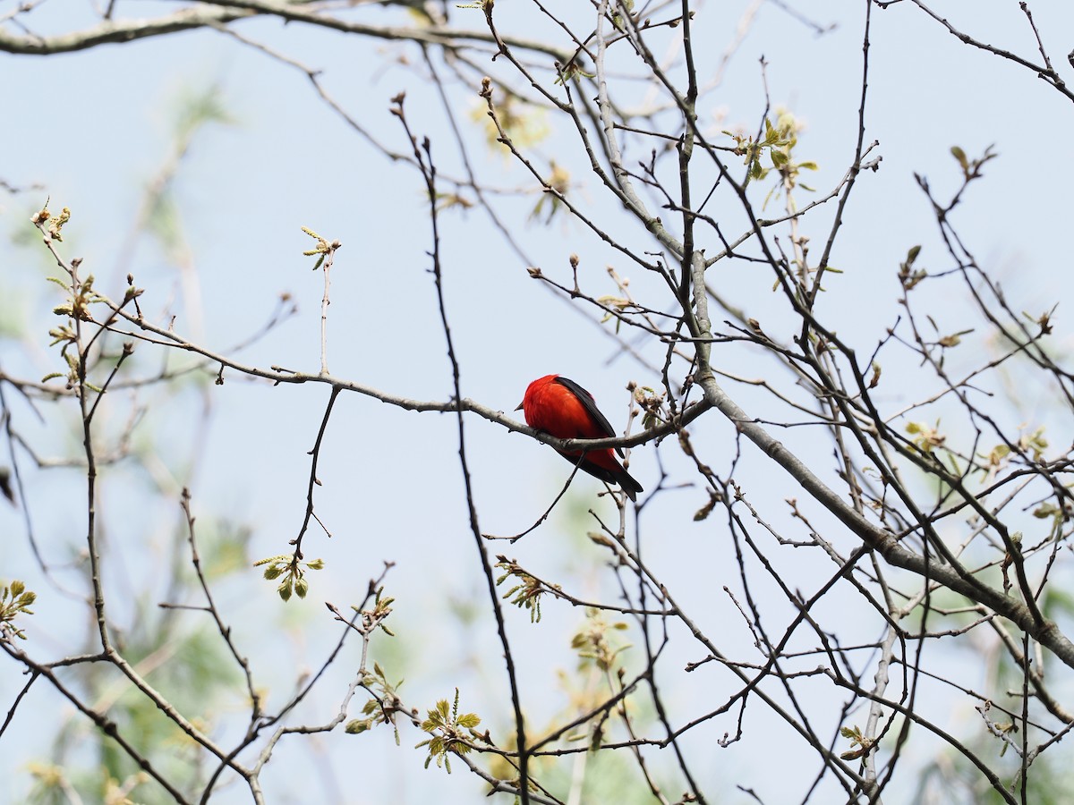 Scarlet Tanager - ML618572104