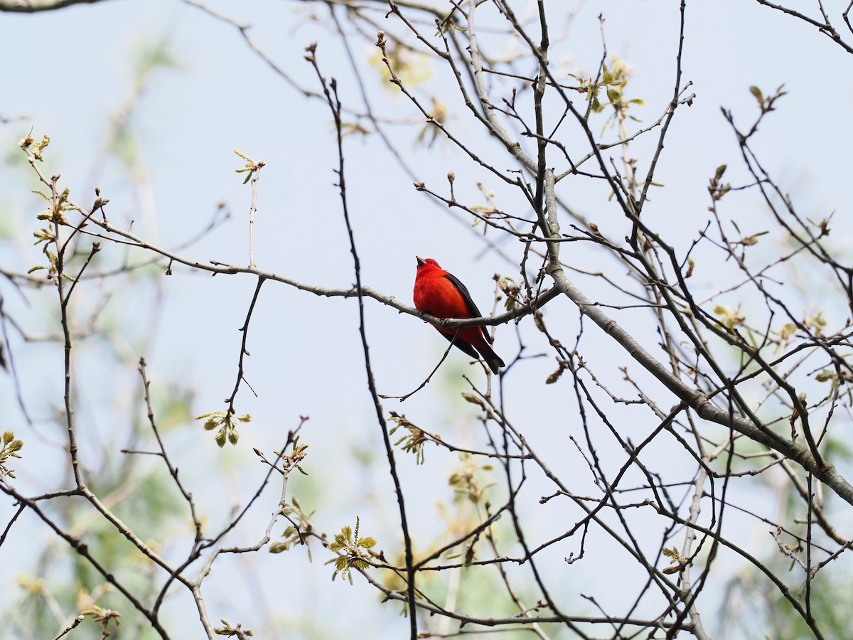 Scarlet Tanager - ML618572105