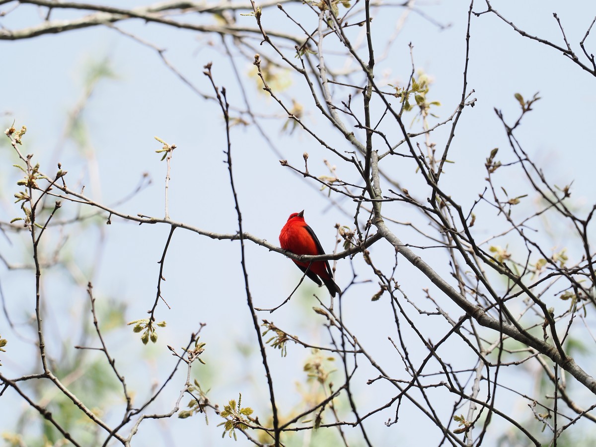 Scarlet Tanager - ML618572106