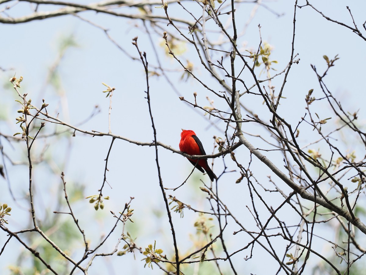 Scarlet Tanager - ML618572107