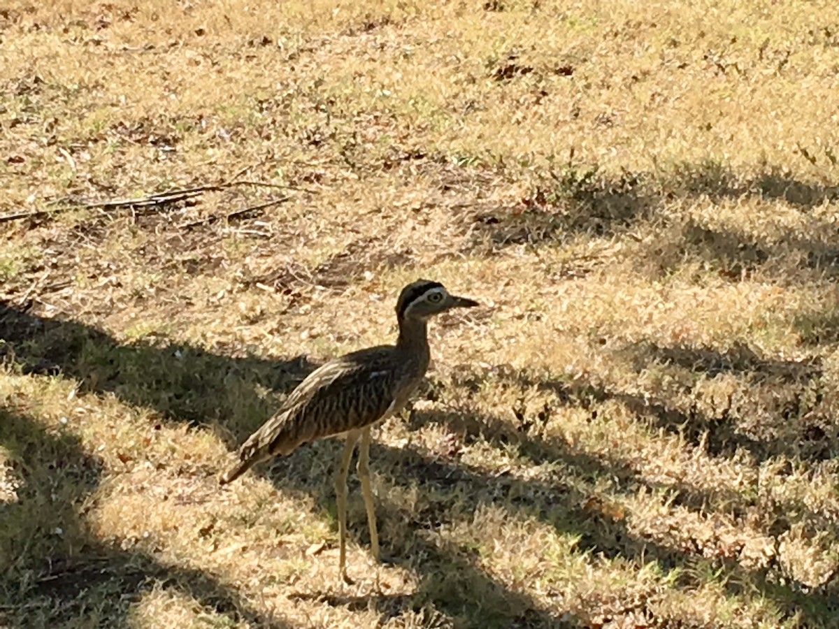 Double-striped Thick-knee - Raymond Nojek