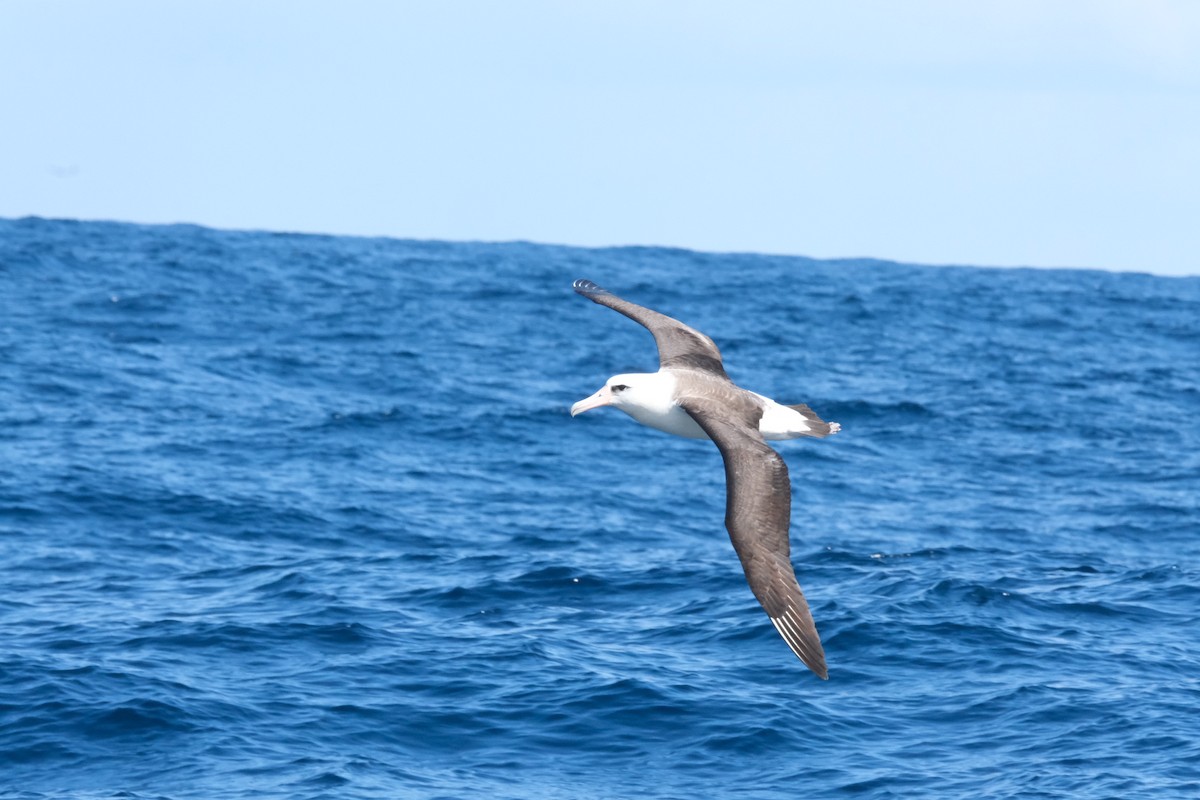 Albatros de Laysan - ML618572139