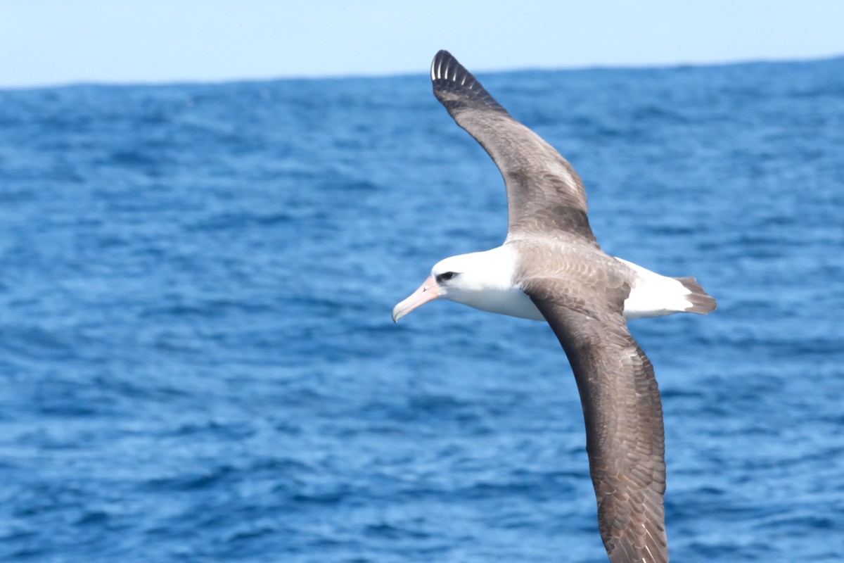 albatros laysanský - ML618572140