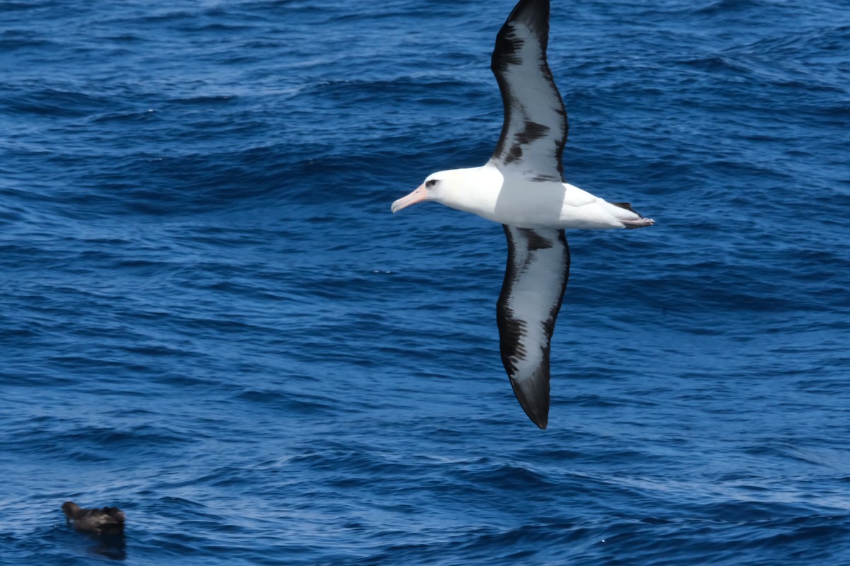 Albatros de Laysan - ML618572141