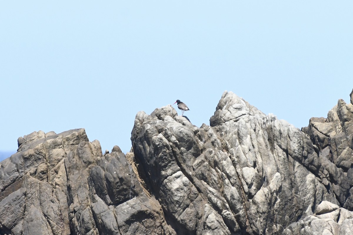 American Oystercatcher - L.Vidal Prado Paniagua