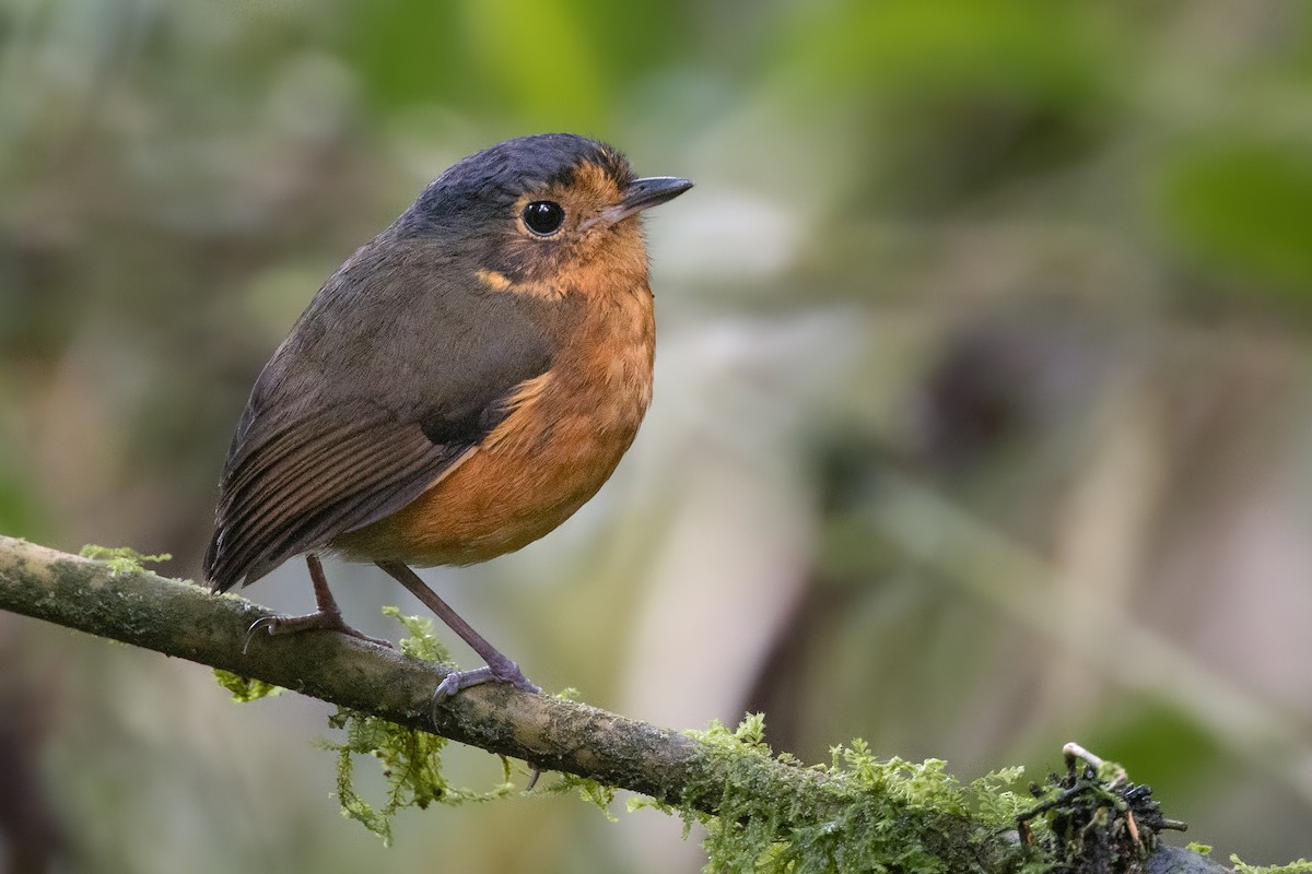 Slate-crowned Antpitta - ML618572191