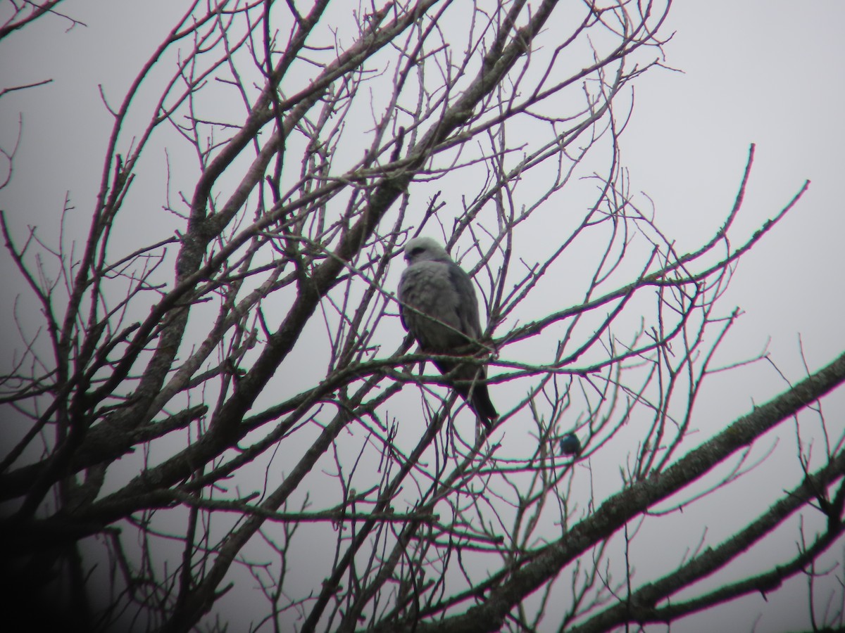 Mississippi Kite - ML618572193