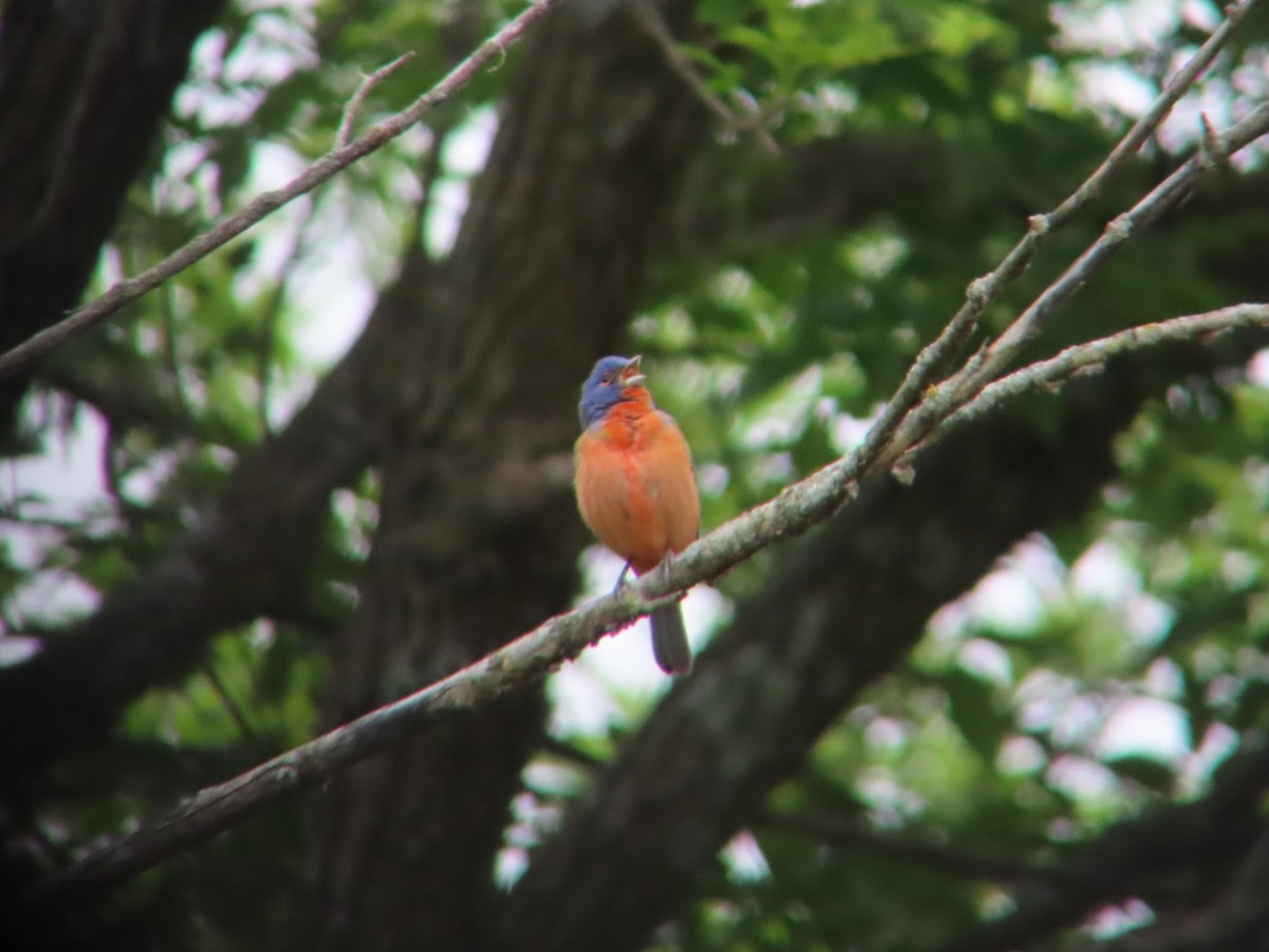 Painted Bunting - ML618572212