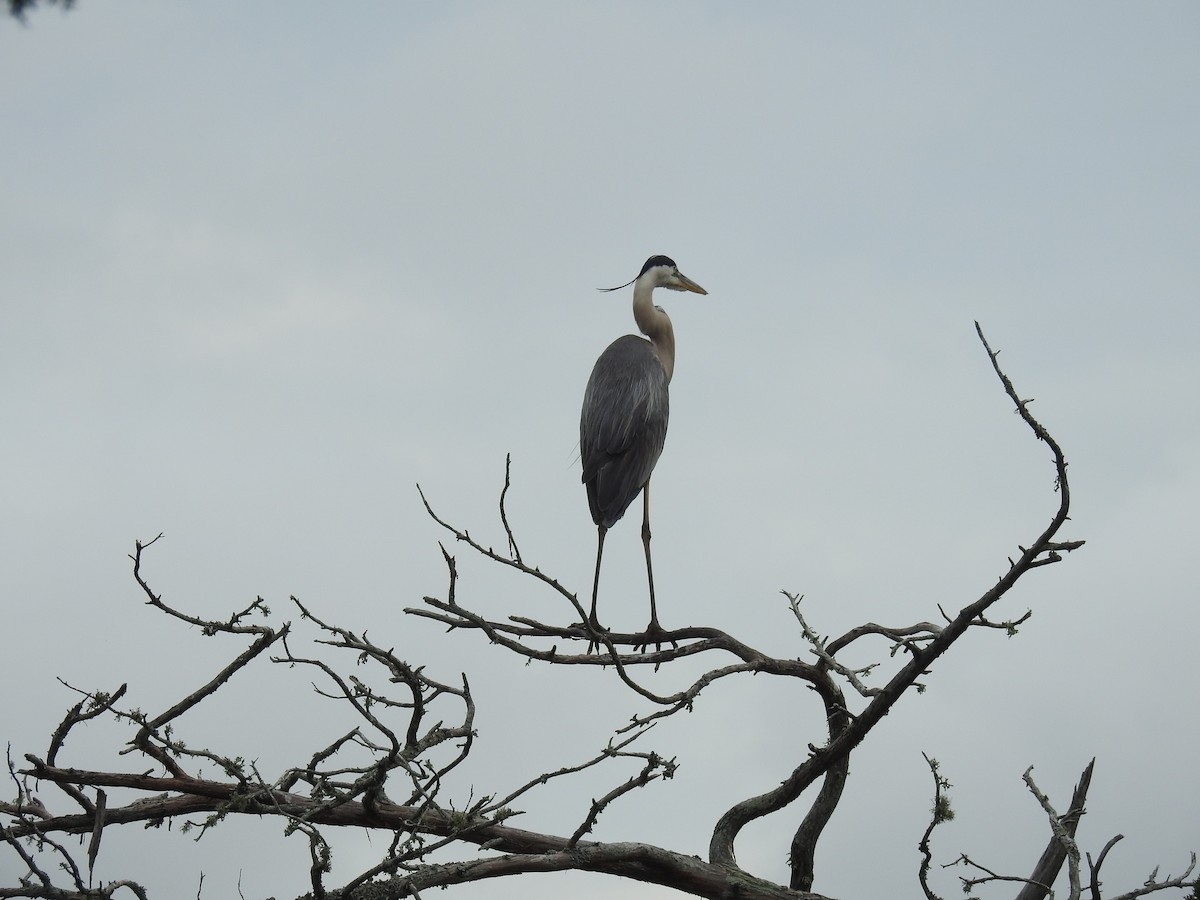 Garza Azulada - ML618572261