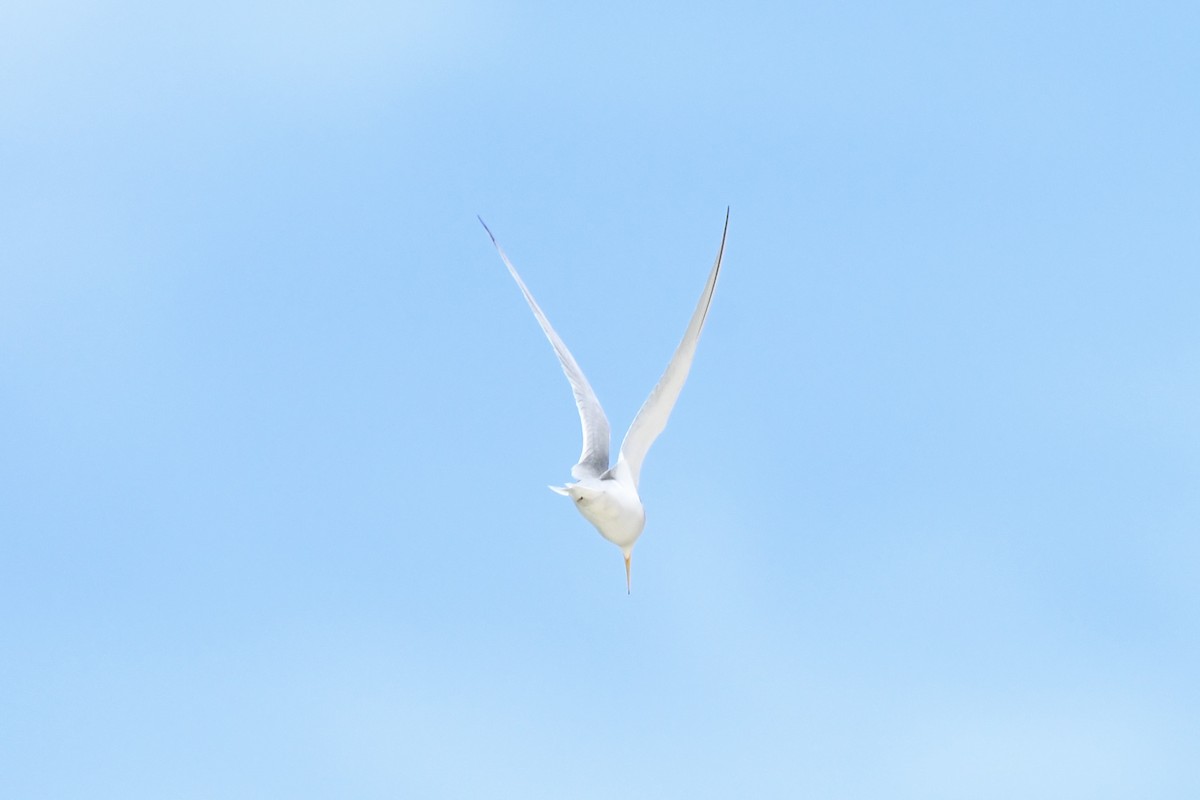 Least Tern - ML618572270