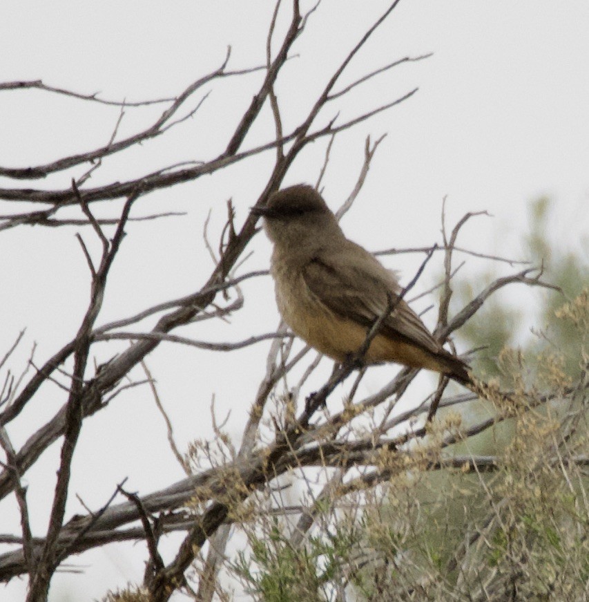 Say's Phoebe - Bitty Roy