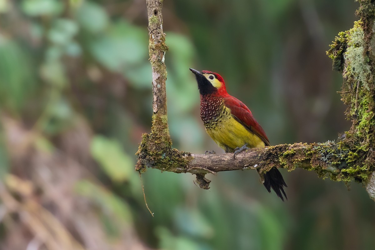 Crimson-mantled Woodpecker - Chris Venetz | Ornis Birding Expeditions