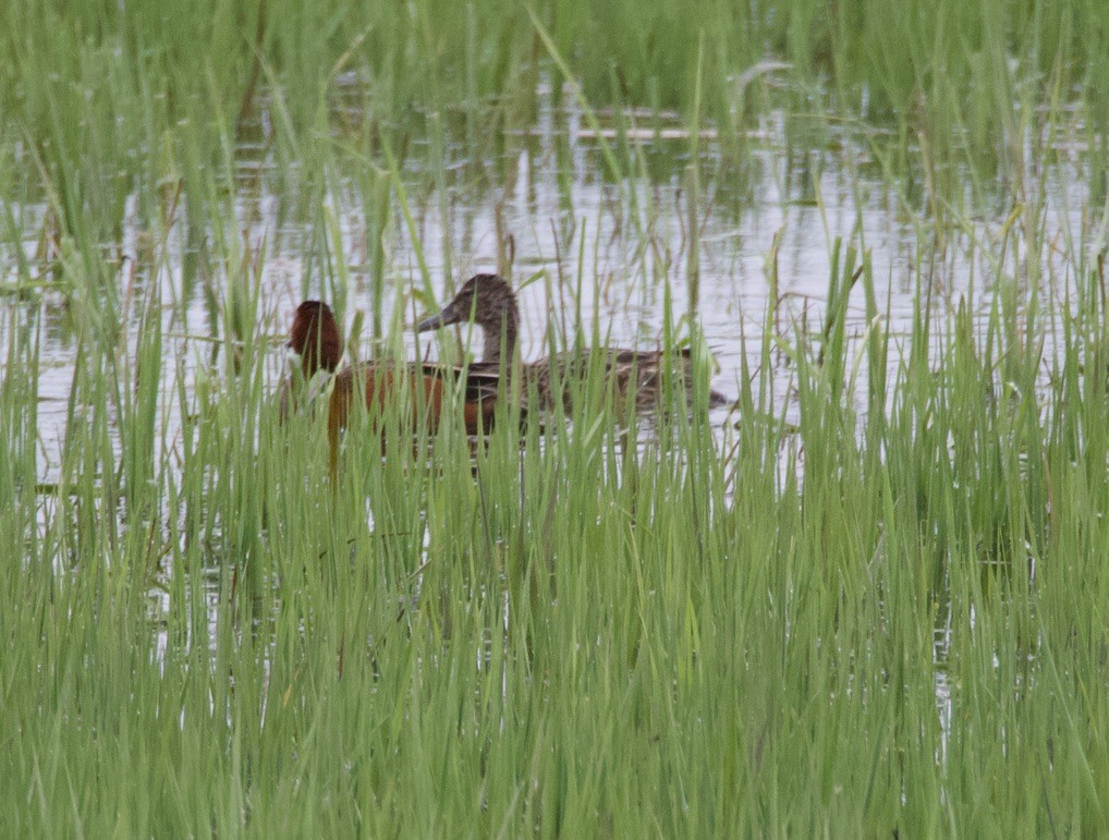 Cinnamon Teal - Bitty Roy