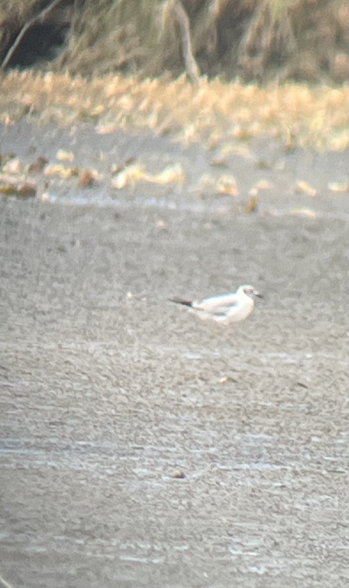 Bonaparte's Gull - Pam Cahn