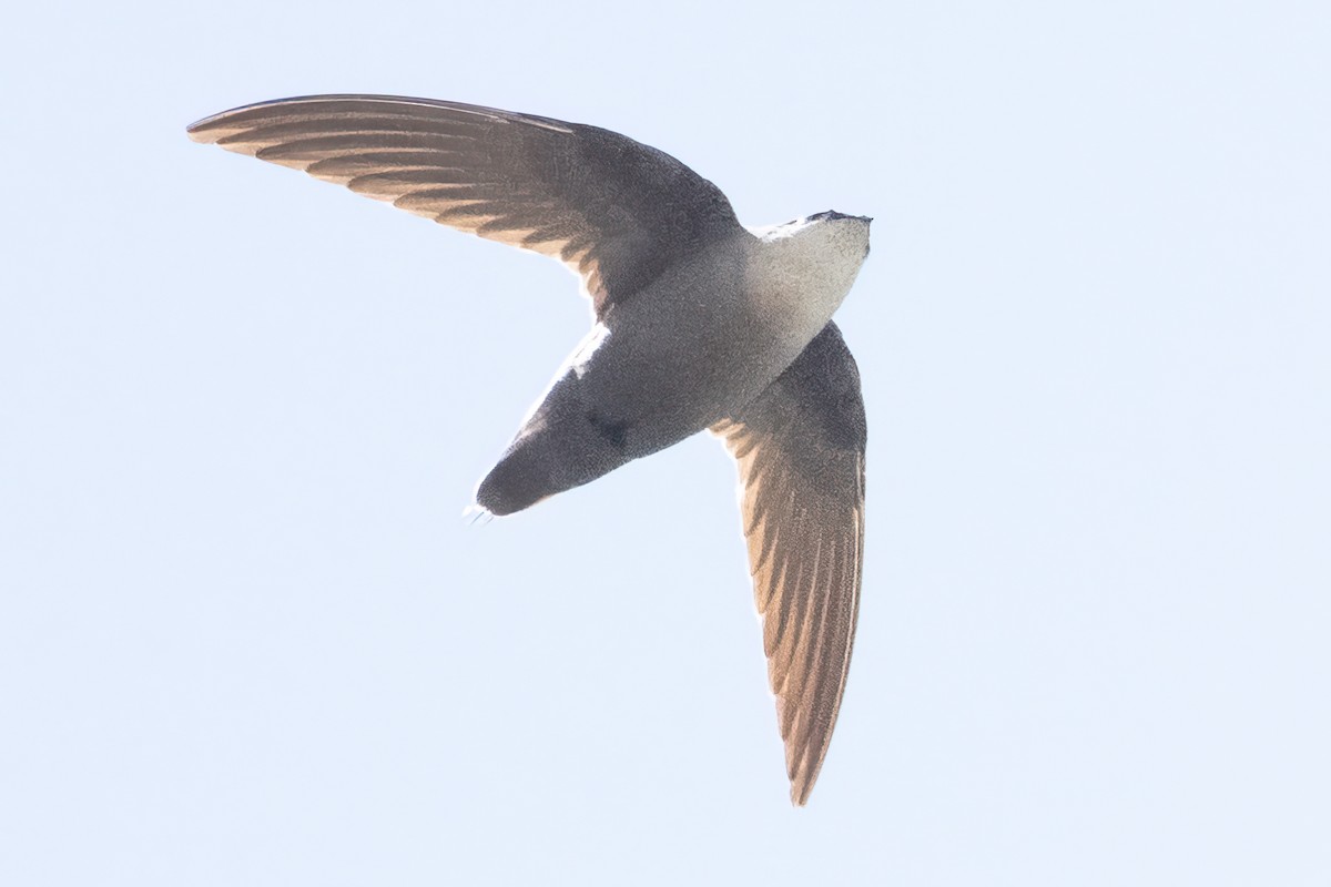 Chimney Swift - Mark Parker