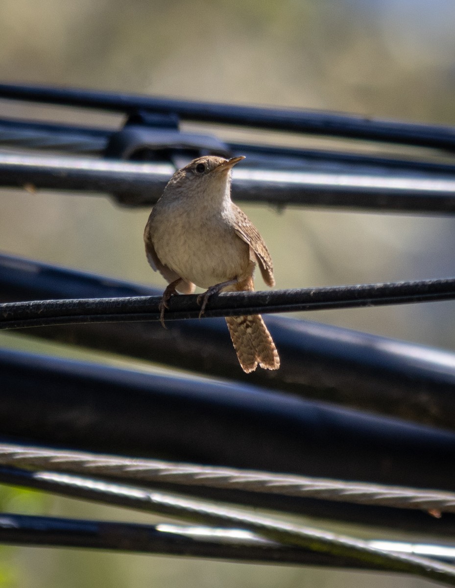 House Wren - ML618572450