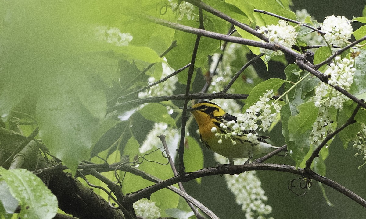 Blackburnian Warbler - ML618572472