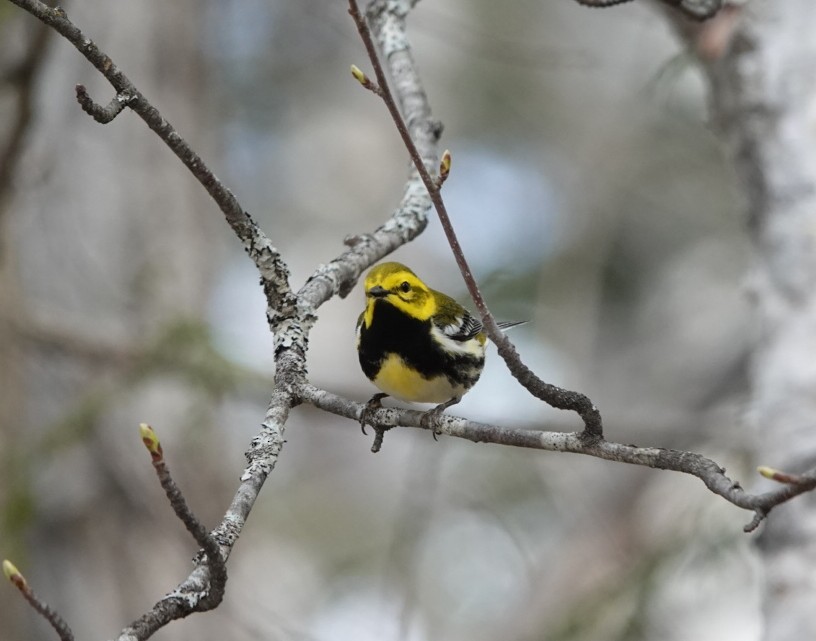 Black-throated Green Warbler - Pierre Fradette