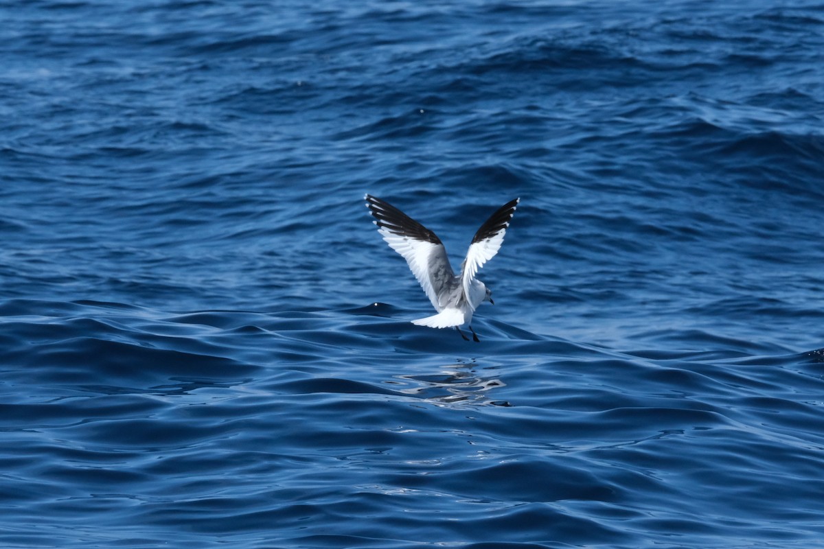 Sabine's Gull - ML618572523