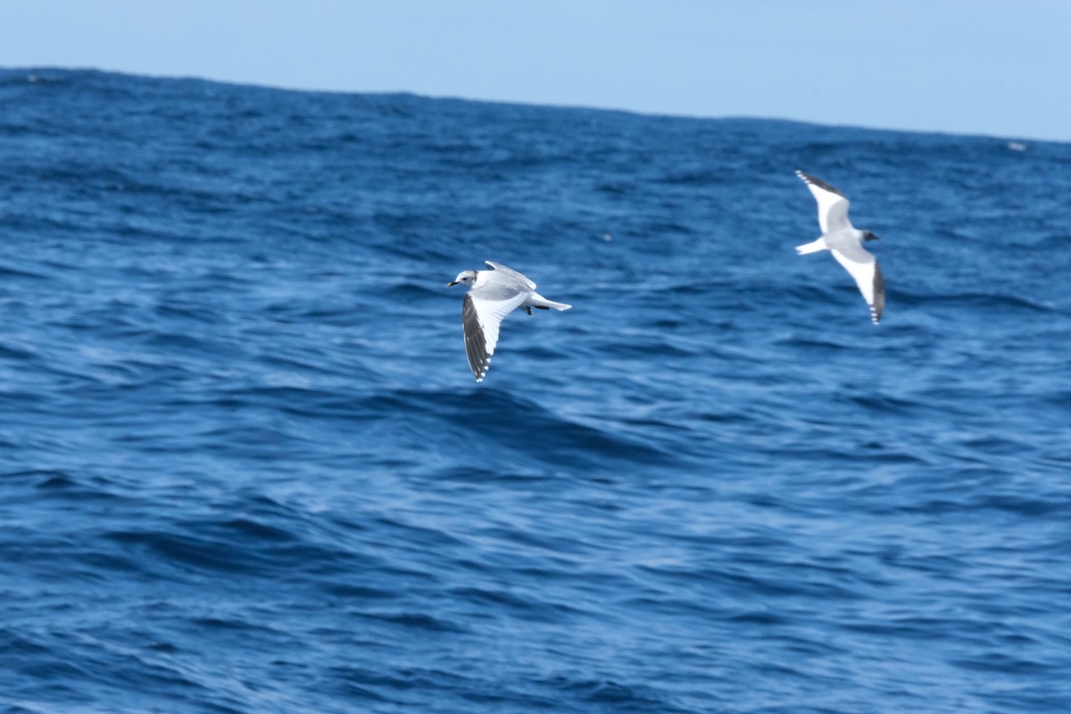 Sabine's Gull - ML618572524