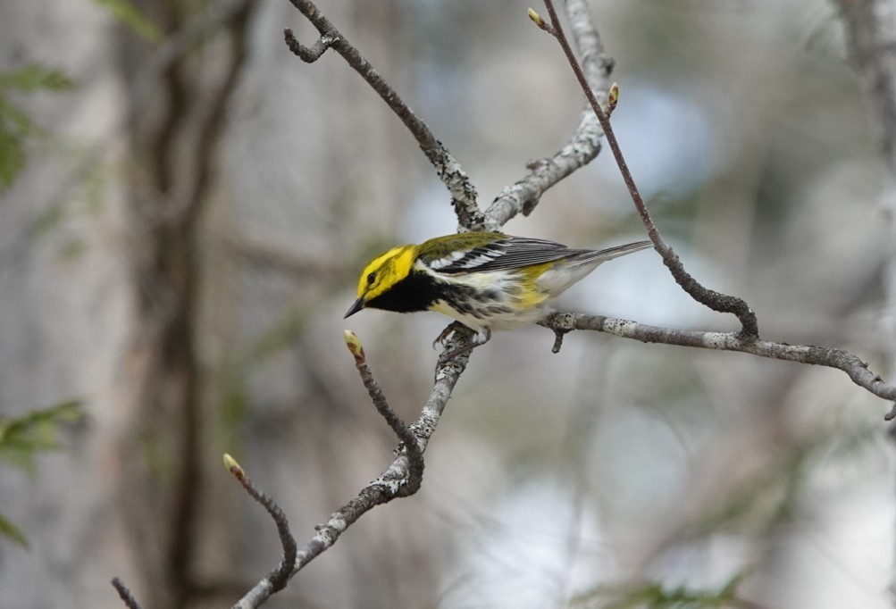 Black-throated Green Warbler - ML618572536