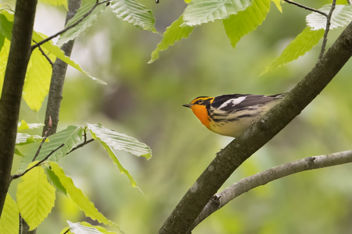 Blackburnian Warbler - ML618572543