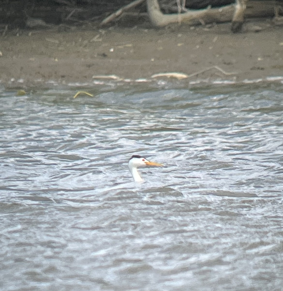 Clark's Grebe - ML618572562