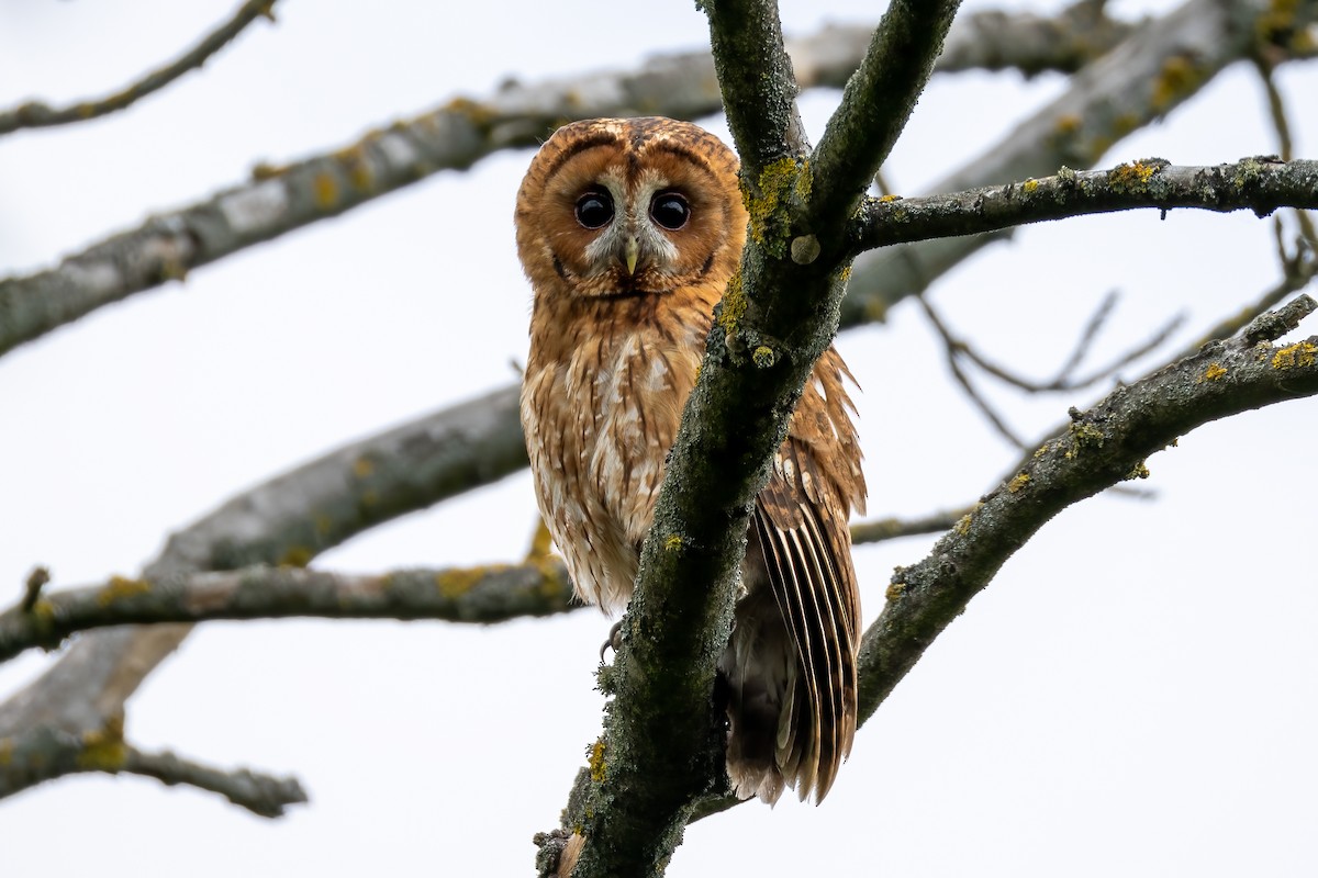 Tawny Owl - Mehmet Emre Bingül