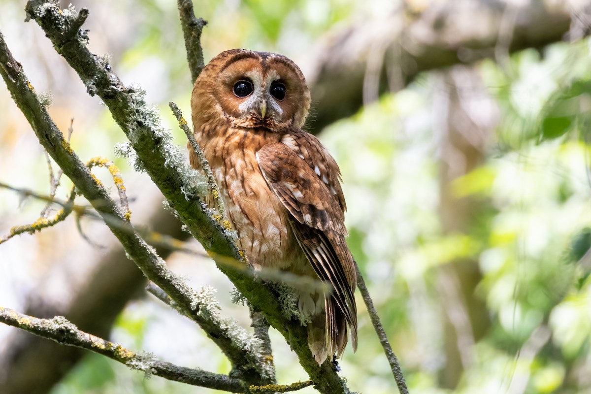 Tawny Owl - Mehmet Emre Bingül