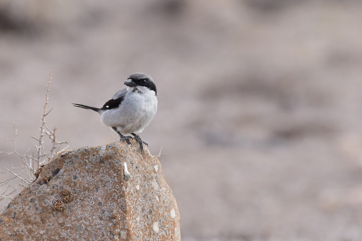 Great Gray Shrike (Sahara) - Igor Długosz