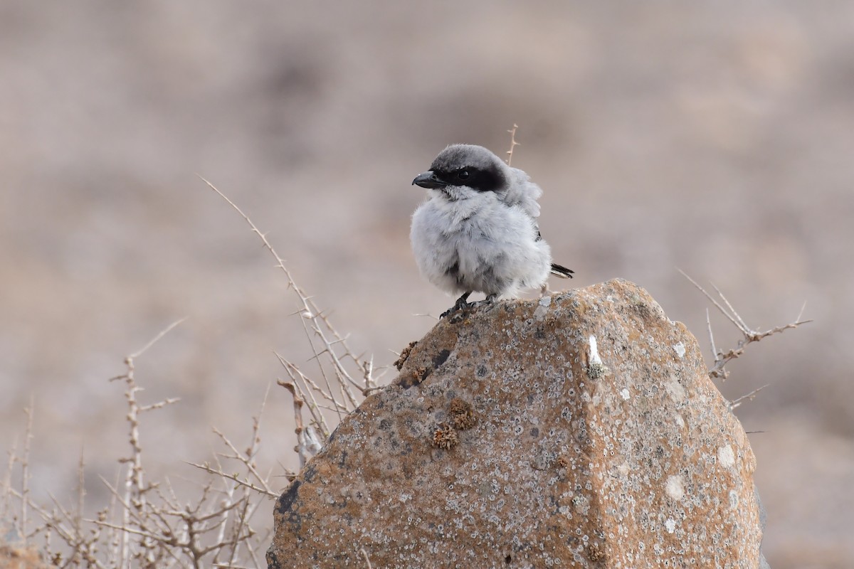 Great Gray Shrike (Sahara) - ML618572648