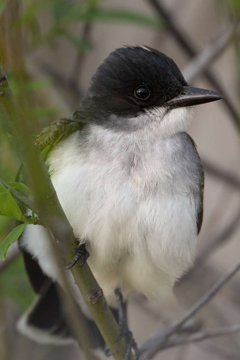 Eastern Kingbird - ML618572657