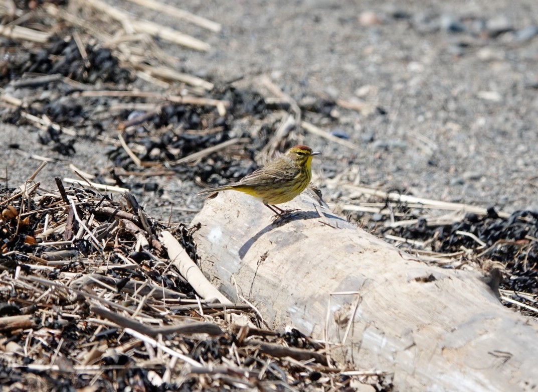 Palm Warbler - ML618572692