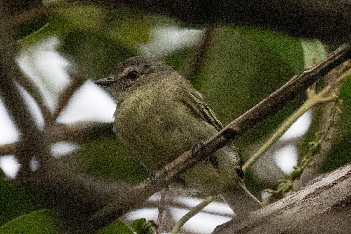 Slender-footed Tyrannulet - ML618572729