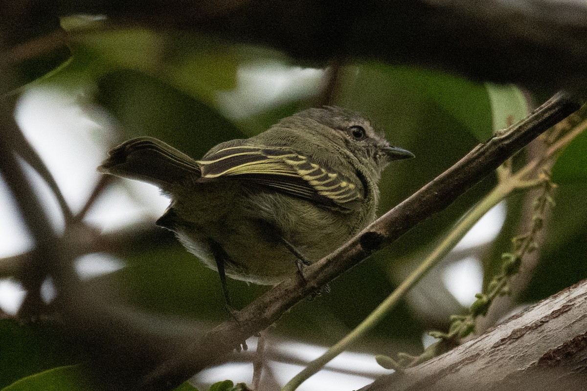 Slender-footed Tyrannulet - ML618572730