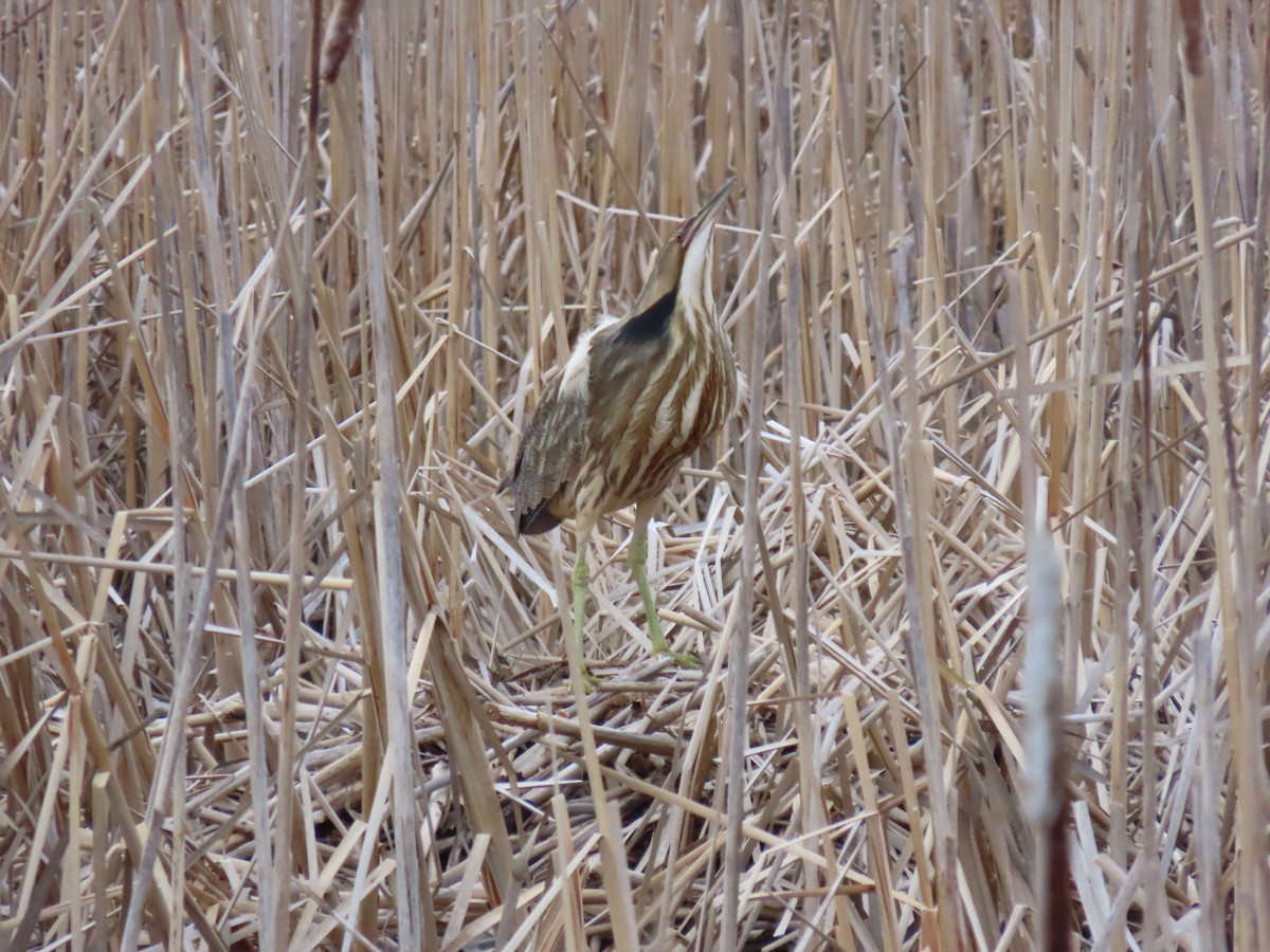 American Bittern - Francine Tremblay