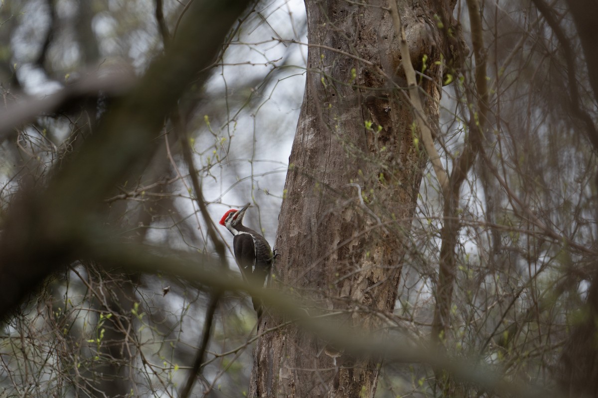 Pileated Woodpecker - ML618572765