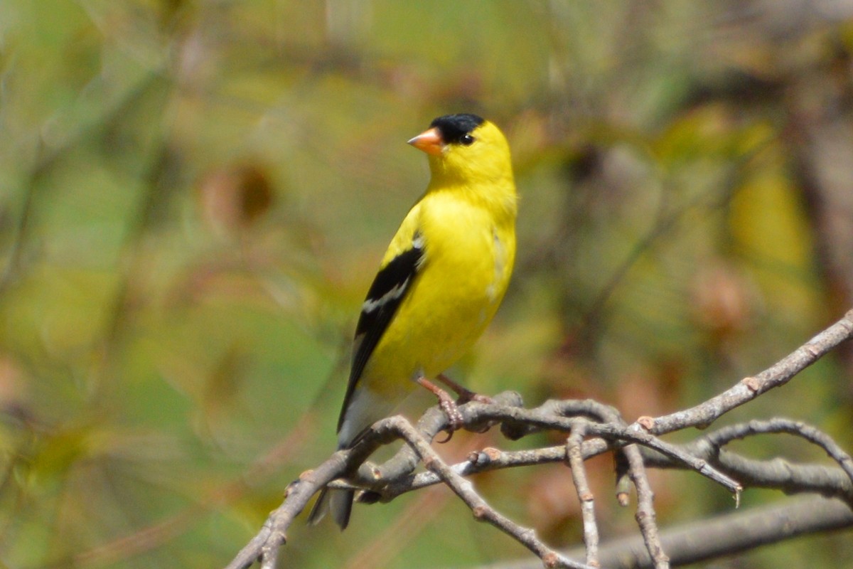 Chardonneret jaune - ML618572778