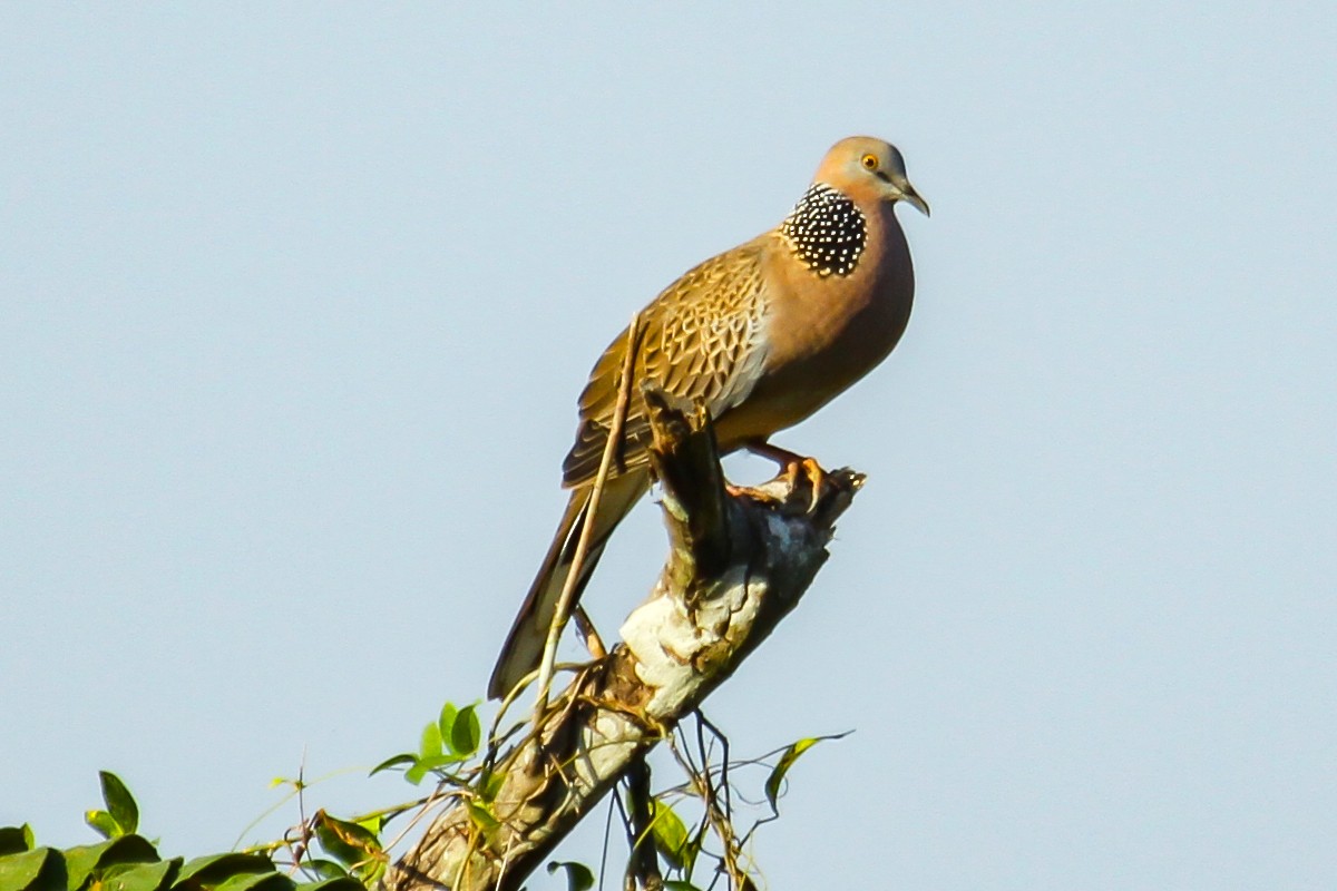 Spotted Dove - ML618572797