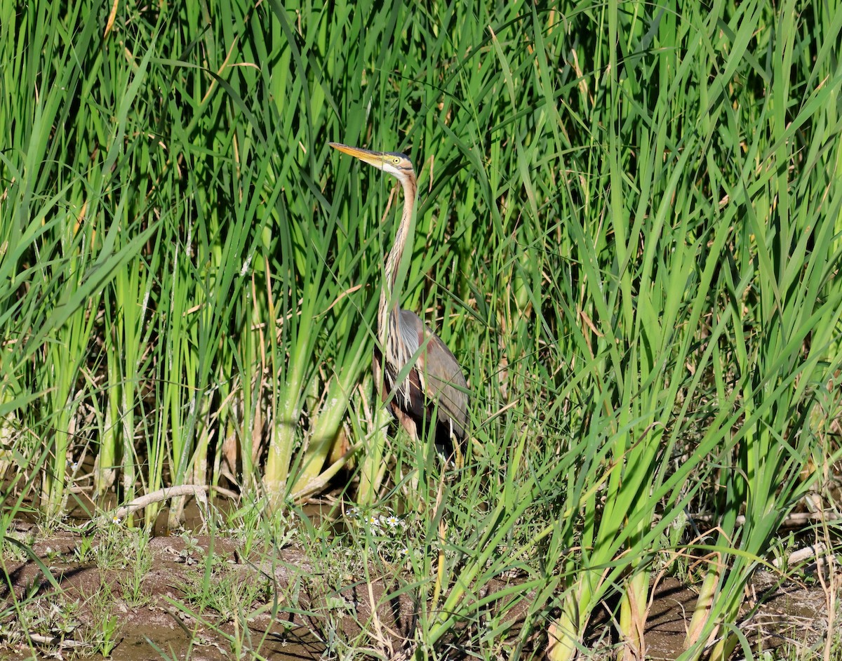 Purple Heron - ML618572821