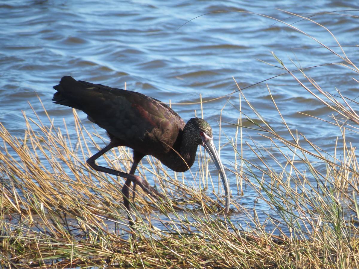 White-faced Ibis - ML618572829