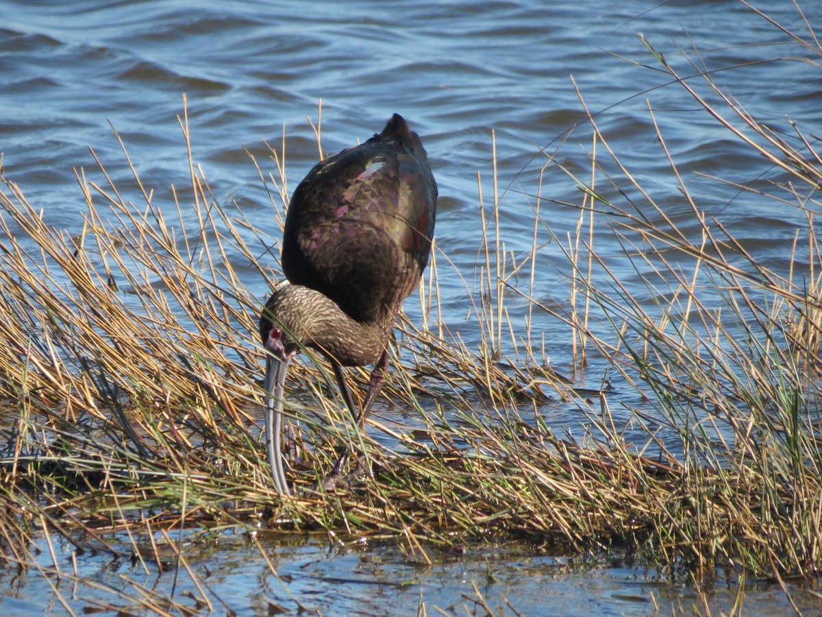 White-faced Ibis - ML618572831