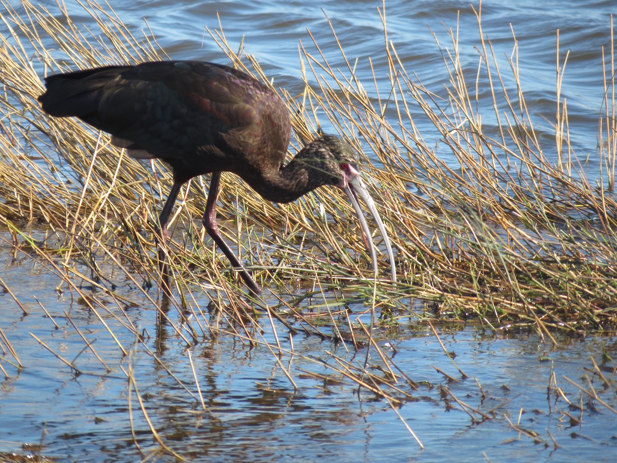 White-faced Ibis - ML618572840