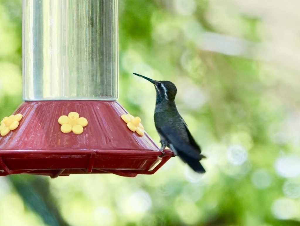 Blue-throated Mountain-gem - Rick Taylor