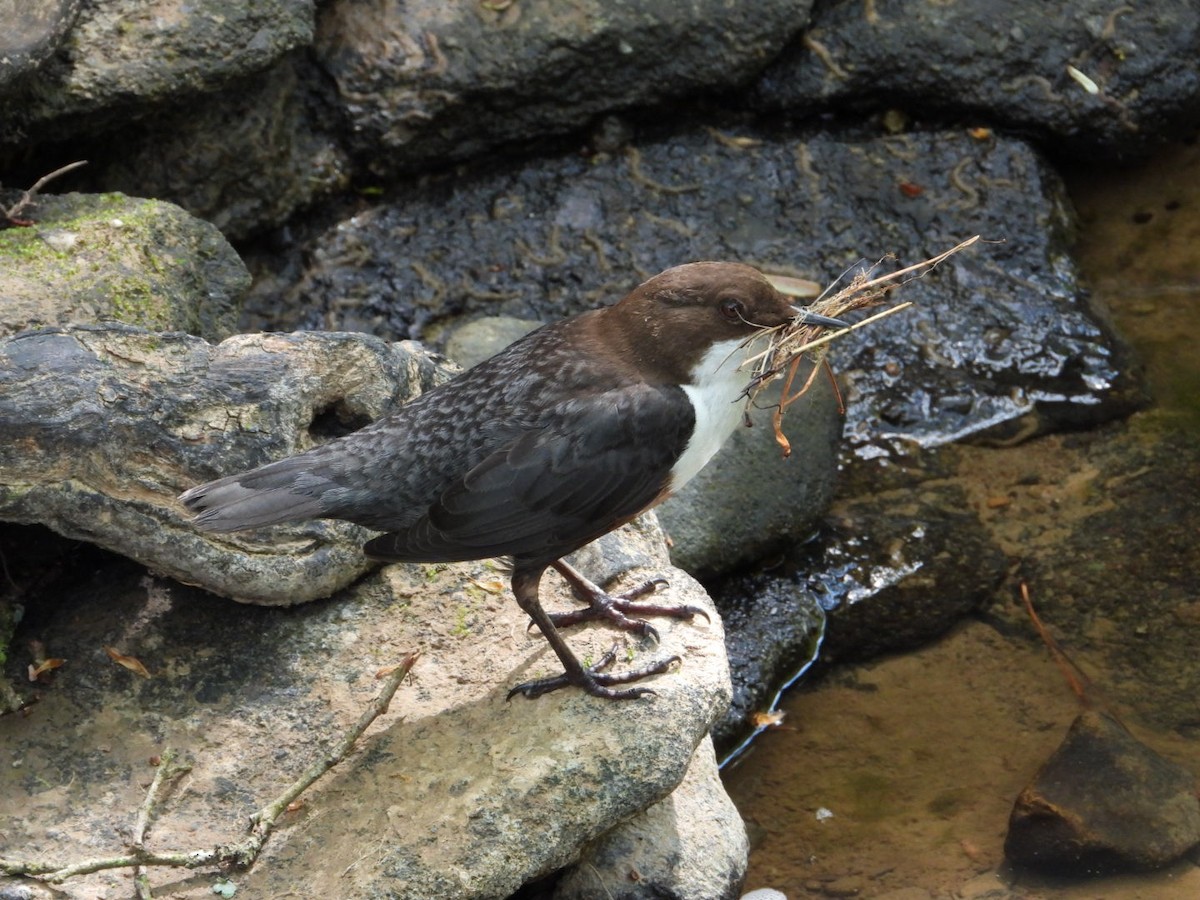 White-throated Dipper - ML618572852