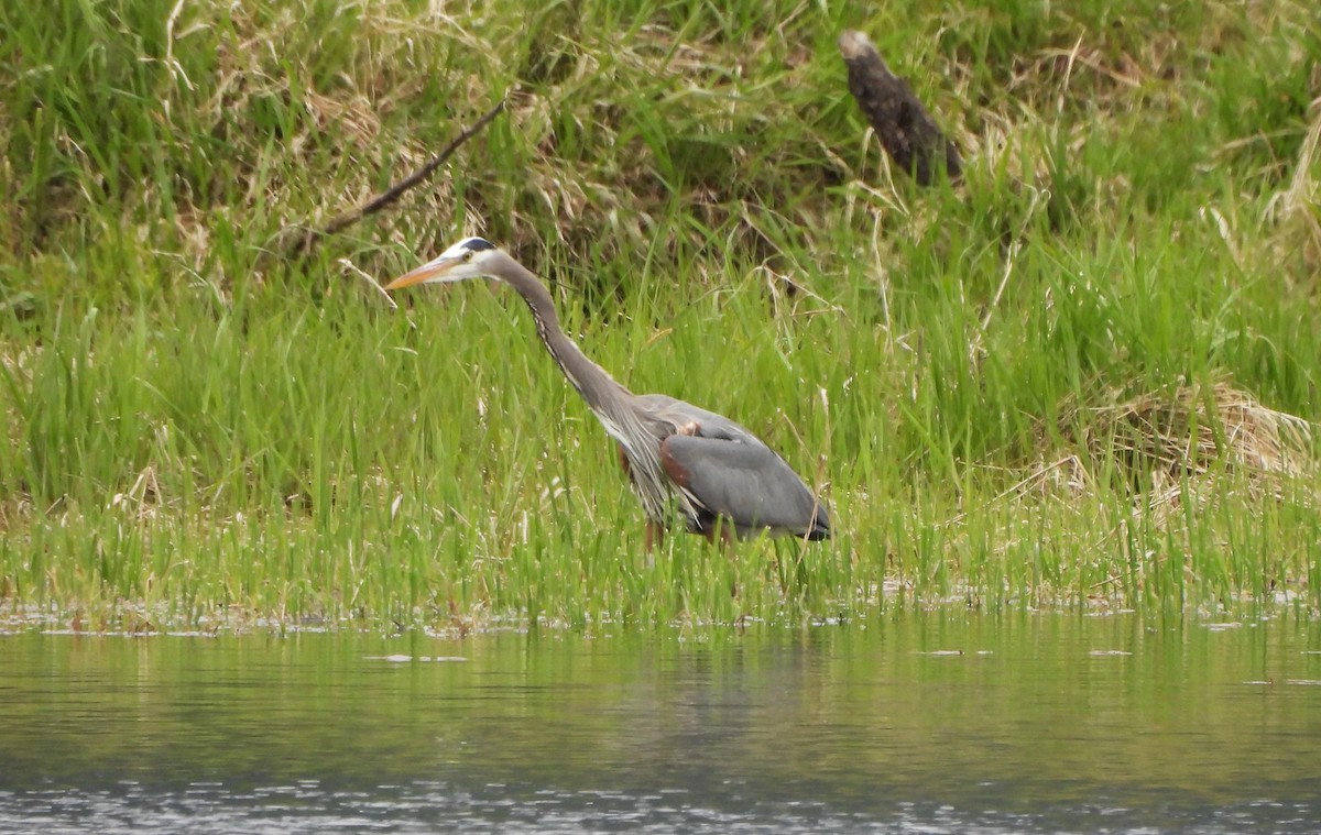 Garza Azulada - ML618572878