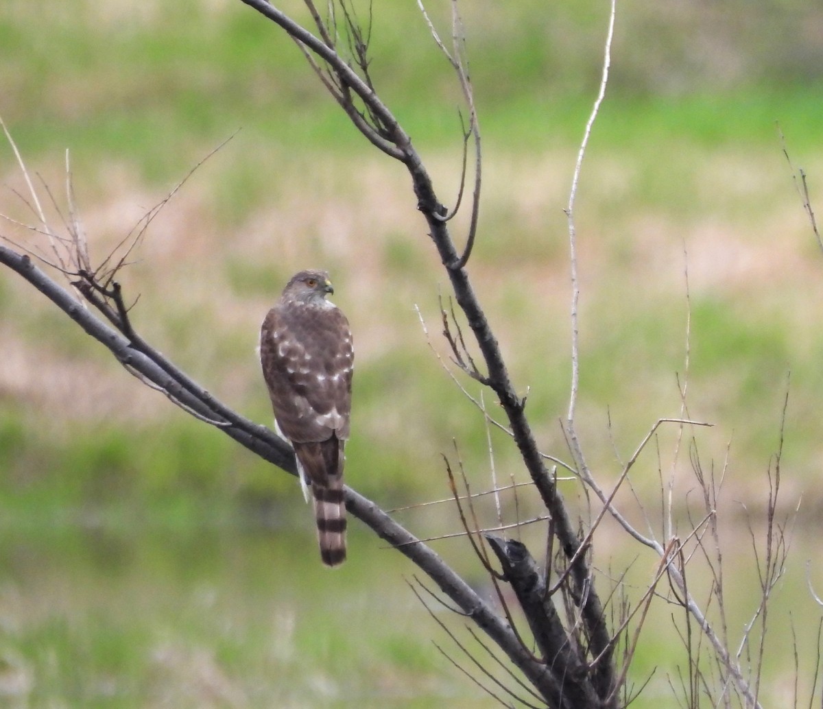 Sharp-shinned Hawk - ML618572892